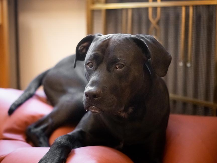 Hotel Paris Prague | Praga 1 | 11