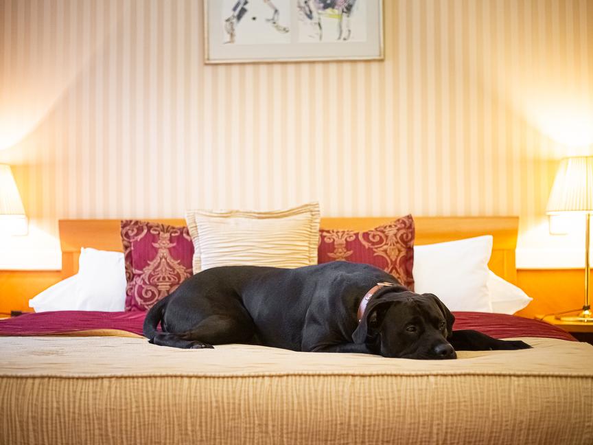 Hotel Paris Prague | Praga 1 | 10