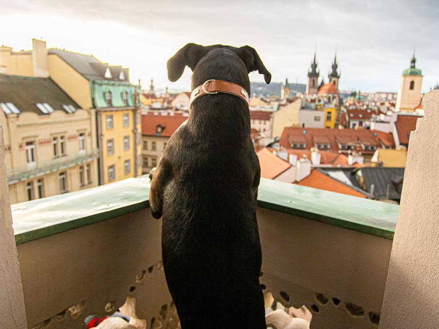 Hotel Paris Prague | Praga 1 | 9