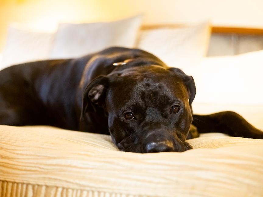 Hotel Paris Prague | Praga 1 | 13