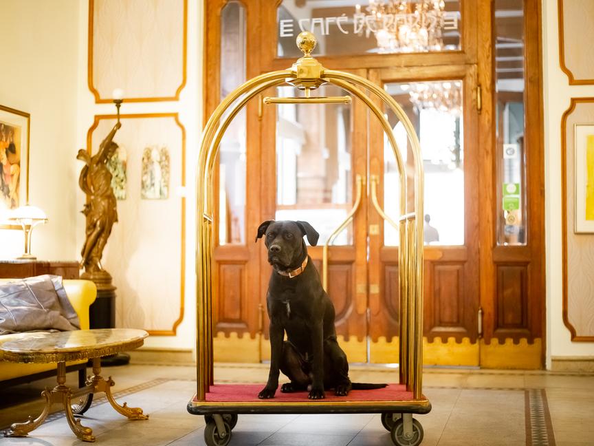 Hotel Paris Prague | Praga 1 | 7